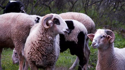The Mammal Animal Sheep Near The River