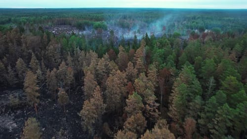 Drone flying over burned ground after forest fire, Finsjö Sweden June 25 2021