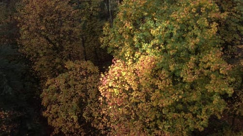 Aerial panning view of colorful foliage in Oregon