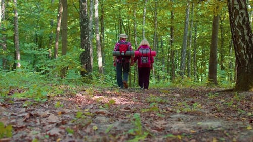 Senior Couple Hiking Hand-in-Hand Through a Verdant Forest