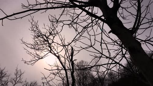 Slowly movement of camera catching the sunlight between tree branches, early spring season