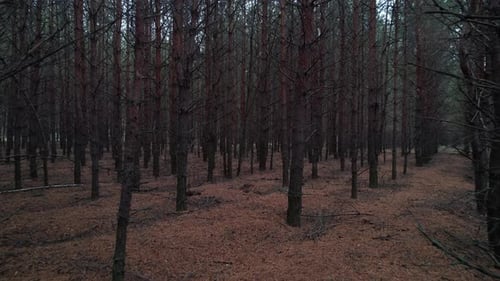 A través del bosque otoñal con árboles espeluznantes