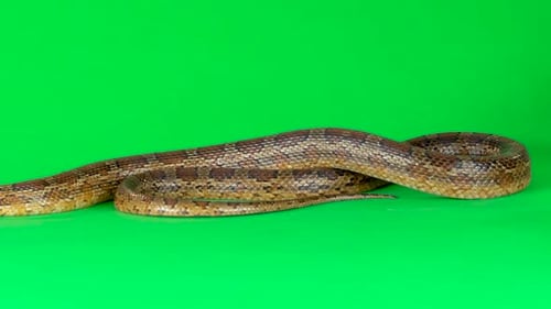 Coronella Brown Snake Crawling auf Greenscreen im Studio. Nahaufnahme. Zeitlupe