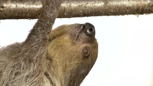 Hanging sloth upside down on white background