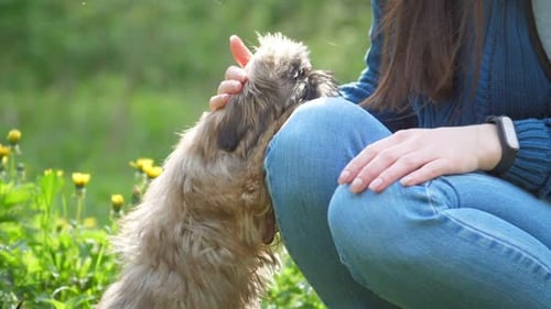 Cute Dog Being Pet in a Spring Meadow