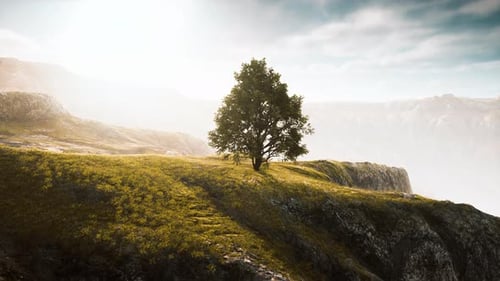 Spring Field Wit Lone Tree
