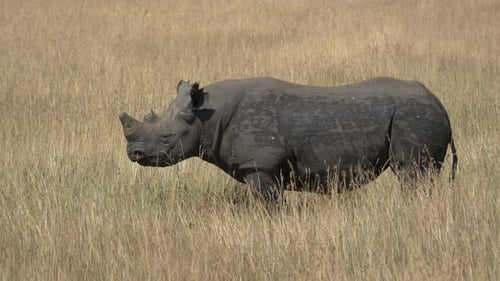 Side view of a rhinoceros
