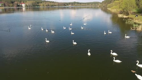 Flug über den Schwanensee