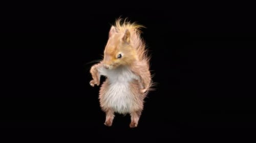 72 Squirrel Dancing 4K