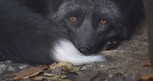 Silberfuchs, Nahaufnahme