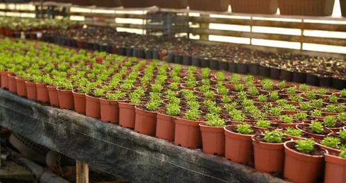 Potted Plants in a Greenhouse