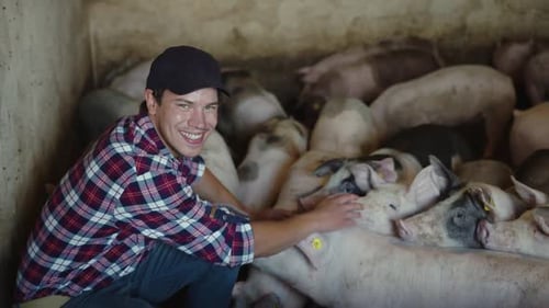 Young Man Patting Pigs in Pen