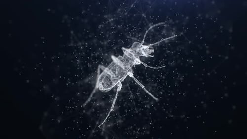 4K Looped Plexus Bug