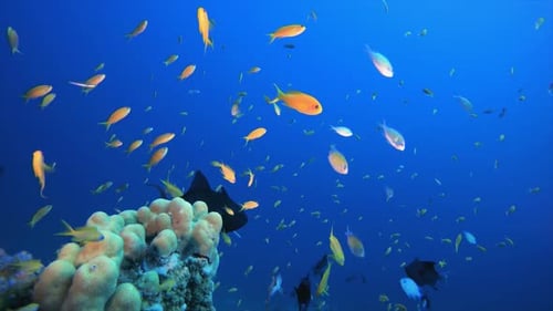Tropical Fish Underwater Coral Reef
