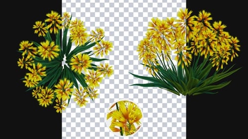 Crecimiento de flores de aloe