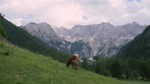 Calf on the Pasture in Mountain Countryside