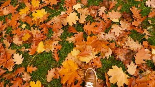 Walking Across Autumn Leaves on Green Grass