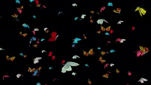 Vibrant Butterflies Flying Transparent Background