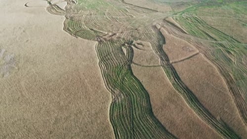 Aerial View of Ruts From Wheels on a Cane Plantation