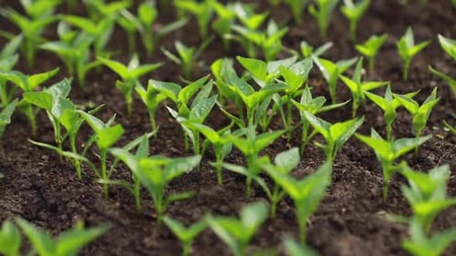Makro-Nahaufnahme von Tau- oder Regentropfen auf den Blättern von Pflanzen