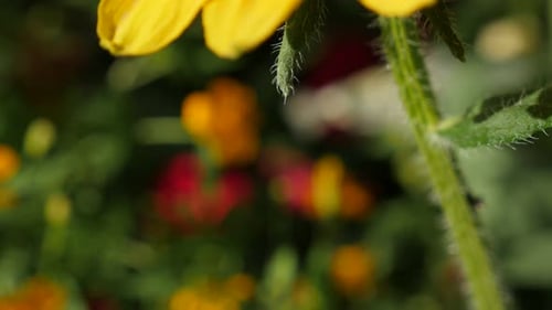 Kippen auf orange Rudbeckia hirta, auch bekannt als Irish Spring Flower im Garten 4K 3840X2160 Ultr