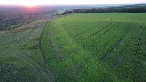 Drone flies above a high hill with green fields. Aerial view of amazing gold sunset on the horizon