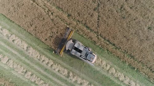 Countryside and Agriculture Flight Over the Field Rape Harvesting View From Height Combine Harvester