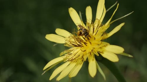 Tiny insect on meadow salsify yellow flower shallow DOF 4K 2160p 30fps UltraHD footage - Bee over Tr