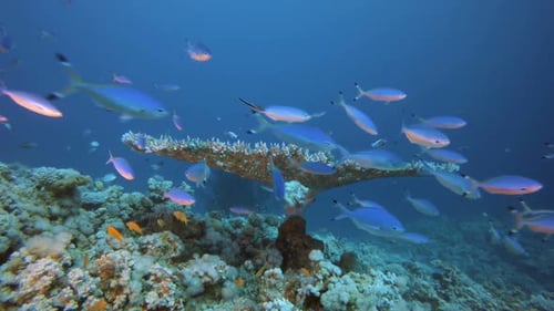 Underwater Reef Coral Scene
