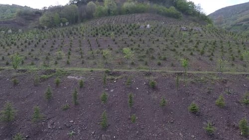 Aerial View of Hillside Reforestation with Young Trees