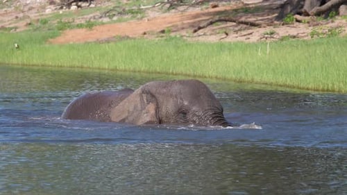 Elephant Swimming and Splashing in River Water