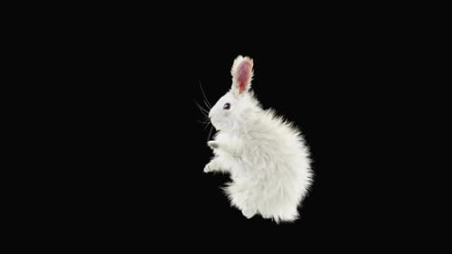 Rabbit Dancing HD