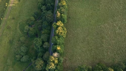 Car Moving on Road Through Pine Tree Forest Aerial View