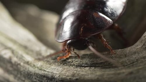 Madagascar Cockroach Sitting on a Tree and Mustache Wiggling