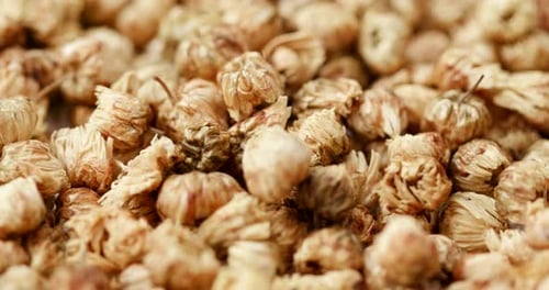 Dried Chrysanthemum Flowers Close Up Detail