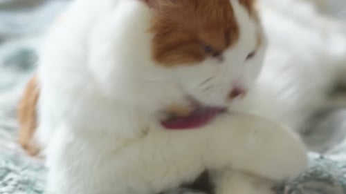 Close-up of a fluffy domestic cat