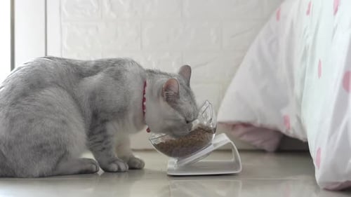 Grey Tabby Cat Eating Dry Food at Home