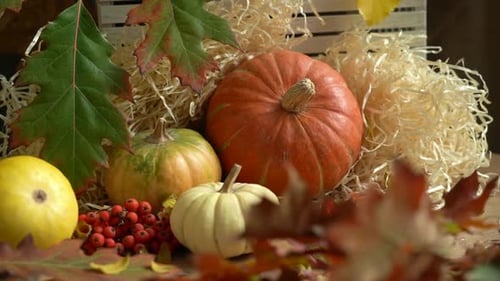Autumn Harvest Display with Pumpkins, Gourds, and Leaves