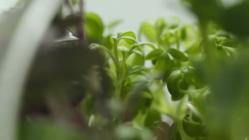 Organic Food with Microgreen Farm Products Healthy Nutrition Green Plants