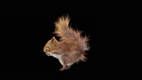 Realistic Squirrel Chewing on Black Background