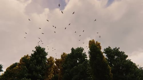 Flock of Birds Flying in Sky Above Forest Trees