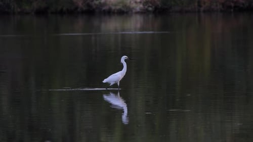 Elegant White Egret Wading in Dark Pond