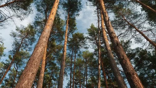 Vista inferior até o topo dos pinheiros na floresta