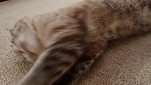 Playful Cat with Toy Rolling Around on Carpet
