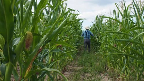 Farmer Wearing Straw Hat Walking Through Corn Field Back View