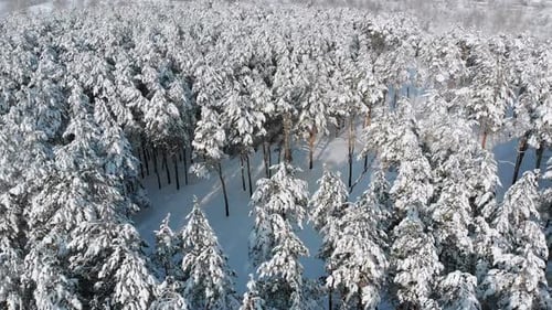 Volando sobre un bosque nevado de invierno en un día soleado