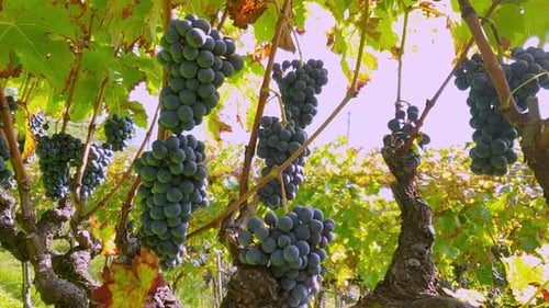 Raisins de
Cabernet mûrs sur vignes.