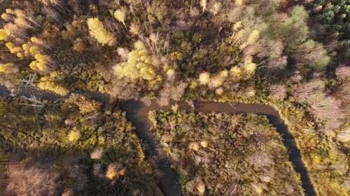 Forest in fall