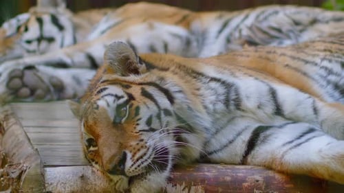 Two Majestic Tigers Resting Peacefully Outdoors