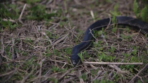 Serpent rat noir dans l'herbe au Ralenti